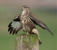 Buizerd_1.jpg