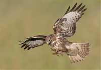 Buizerd_Mooi_houding.jpg