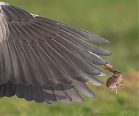 Reiger_en_muis.jpg