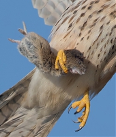 Wildlife_Photography-Nature_Photo_Portal-EdwardvanAltena-Common_Kestrel.jpg