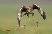 buizerd10.jpg