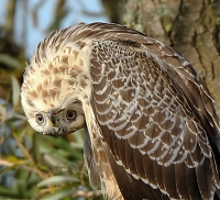 buizerd2.jpg