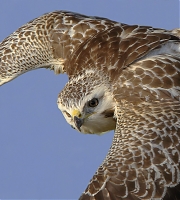 buizerd3.jpg