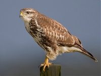 buizerd5.jpg