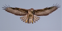 buizerd6.jpg