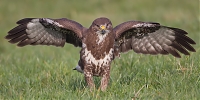 buizerd7.jpg