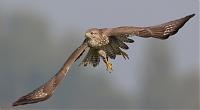 buizerd8.jpg