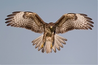 buizerd9.jpg